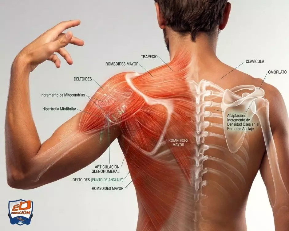 adaptaciones musculares